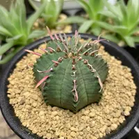 T*ス様 シンメトリカ 10稜 木質化 写真だと分かり難いですが 端から約8