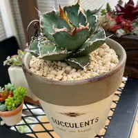 アガベ姫乱雪の基本情報・育て方｜多肉植物・サボテン図鑑｜みんなの