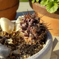 マミラリア・ペレスデラロサエ・アンダーソニアナの基本情報・育て方