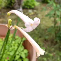 ダリア【キルタンサス】 キルタンサスとは｜育て方がわかる植物図鑑｜みんなの趣味の園芸（NHK