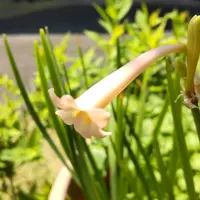 キルタンサスとは｜育て方がわかる植物図鑑｜みんなの趣味の園芸（NHK
