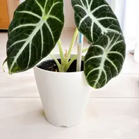 アロカシアの育て方・栽培方法｜植物図鑑｜みんなの趣味の園芸（NHK出版）