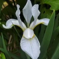 カキツバタとは｜育て方がわかる植物図鑑｜みんなの趣味の園芸（NHK出版）