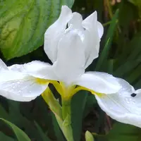 カキツバタとは｜育て方がわかる植物図鑑｜みんなの趣味の園芸（NHK出版）