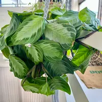 マランタの種類（原種、品種）｜植物図鑑｜みんなの趣味の園芸（NHK出版）