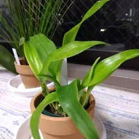 デンドロキラムの育て方・栽培方法｜植物図鑑｜みんなの趣味の園芸