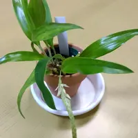 デンドロキラムの育て方・栽培方法｜植物図鑑｜みんなの趣味の園芸