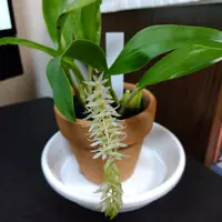 デンドロキラムとは｜育て方がわかる植物図鑑｜みんなの趣味の園芸