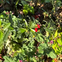 ピラカンサとは｜育て方がわかる植物図鑑｜みんなの趣味の園芸（NHK出版）