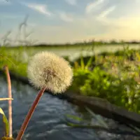 タンポポのそだレポ（栽培レポート）｜植物図鑑｜みんなの趣味の園芸