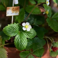 ワイルドストロベリーとは｜育て方がわかる植物図鑑｜みんなの趣味の