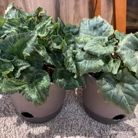 仙人閣　綴化　限定一株！ 菊水仙人掌綴化｜Strombocactus disciformis f. cristata｜ – Barry & John