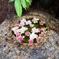 アケビの蔓を採る｜園芸日記byお散歩カメ吉｜みんなの趣味の園芸｜199126