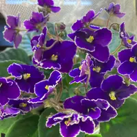 セントポーリアの種類（原種、品種）｜植物図鑑｜みんなの趣味の園芸