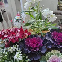 水仙とクリスマスローズの咲く庭①｜園芸日記byこんちゃん｜みんなの