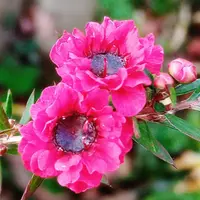 ギョリュウバイ（レプトスペルマム）とは｜育て方がわかる植物図鑑