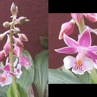 エビネ（春咲き）の育て方・栽培方法｜植物図鑑｜みんなの趣味の園芸