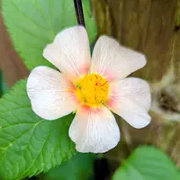マルバストラムのそだレポ（栽培レポート）｜植物図鑑｜みんなの趣味の園芸