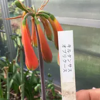 ダリア【キルタンサス】 キルタンサスとは｜育て方がわかる植物図鑑｜みんなの趣味の園芸（NHK