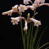 キルタンサス・スピラリスの基本情報・育て方｜多肉植物・サボテン図鑑