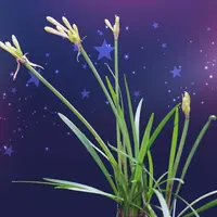 ダリア【キルタンサス】 キルタンサスとは｜育て方がわかる植物図鑑｜みんなの趣味の園芸（NHK