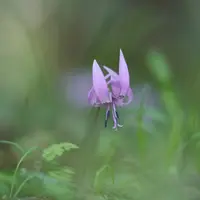 カタクリとは｜育て方がわかる植物図鑑｜みんなの趣味の園芸（NHK出版）