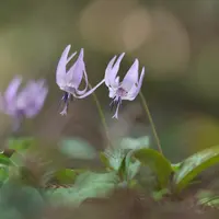 カタクリとは｜育て方がわかる植物図鑑｜みんなの趣味の園芸（NHK出版）