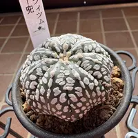 アストロフィツム三角鸞鳳玉（サンカクランポー玉）の基本情報・育て方