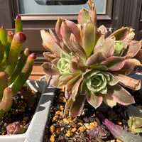 アエオニウムの育て方・栽培方法｜植物図鑑｜みんなの趣味の園芸（NHK