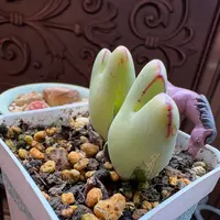 コノフィツム'稚児桜'の基本情報・育て方｜多肉植物・サボテン図鑑