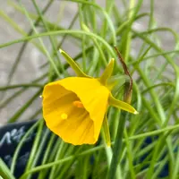 ナルキッスス・バルボコディウムとは｜育て方がわかる植物図鑑