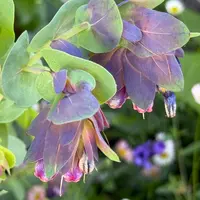 セリンセ・マヨールの育て方・栽培方法｜植物図鑑｜みんなの趣味の園芸