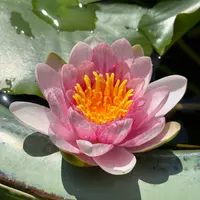 ハスの育て方・栽培方法｜植物図鑑｜みんなの趣味の園芸（NHK出版）