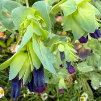 セリンセ・マヨールの育て方・栽培方法｜植物図鑑｜みんなの趣味の園芸