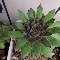 センペルビウム（センペルビブム）とは｜育て方がわかる植物図鑑