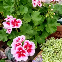 ゼラニウム（ゼラニューム）とは｜育て方がわかる植物図鑑｜みんなの