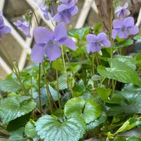 タチツボスミレとは｜育て方がわかる植物図鑑｜みんなの趣味の園芸