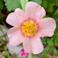 マルバストラムの写真｜植物図鑑｜みんなの趣味の園芸