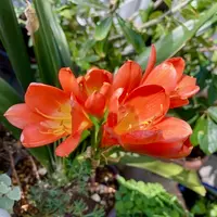 クンシランの種類（原種、品種）｜植物図鑑｜みんなの趣味の園芸（NHK