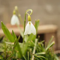 スノードロップとは｜育て方がわかる植物図鑑｜みんなの趣味の園芸