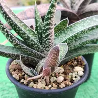 ガステリア大型臥牛錦群生(親株は青ですが、子株に斑入りが２つ出現しています) ガステリア大型臥牛錦群生(親株は青ですが、子株に斑入りが2つ出現し