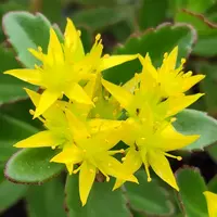 キリンソウの育て方・栽培方法｜植物図鑑｜みんなの趣味の園芸（NHK出版）
