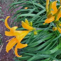 ヘメロカリスの種類（原種、品種）｜植物図鑑｜みんなの趣味の園芸