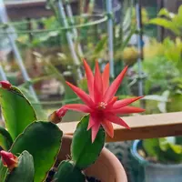 イースターカクタスの種類（原種、品種）｜植物図鑑｜みんなの趣味の