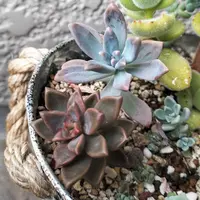 グラプトペタルム'ダルマ秋麗'の基本情報・育て方｜多肉植物・サボテン