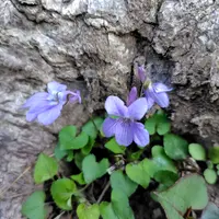 タチツボスミレとは｜育て方がわかる植物図鑑｜みんなの趣味の園芸