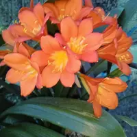 クンシランの種類（原種、品種）｜植物図鑑｜みんなの趣味の園芸（NHK