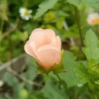 マルバストラムのそだレポ（栽培レポート）｜植物図鑑｜みんなの趣味の園芸
