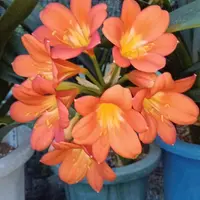 クンシランの種類（原種、品種）｜植物図鑑｜みんなの趣味の園芸（NHK
