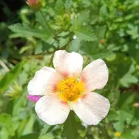 マルバストラムの種類（原種、品種）｜植物図鑑｜みんなの趣味の園芸